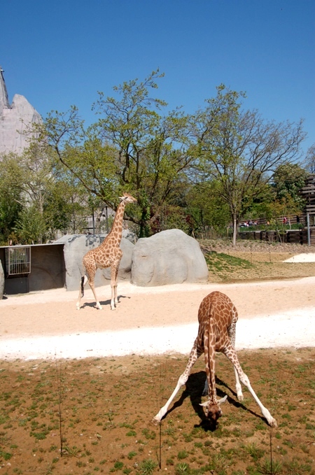 e0082110_5434520.jpg