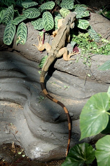 e0082110_556561.jpg