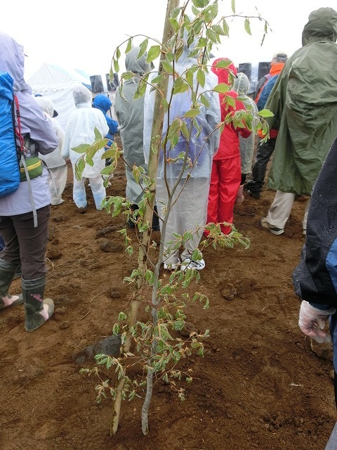 植えた苗木には雨がちょうど良かった！？「第21回　富士山麓ブナ林創造事業」_f0141310_737287.jpg