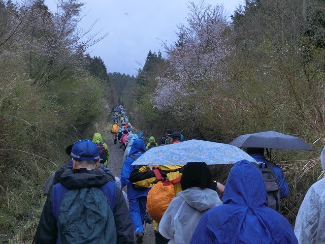 植えた苗木には雨がちょうど良かった!?「第21回 富士山麓ブナ林創造事業」_f0141310_7374562.jpg