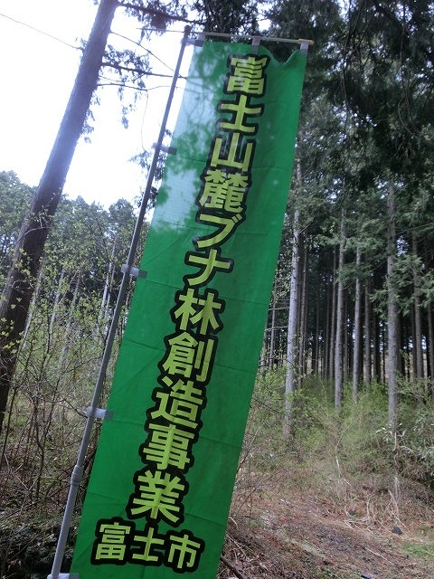 植えた苗木には雨がちょうど良かった！？「第21回　富士山麓ブナ林創造事業」_f0141310_7385598.jpg