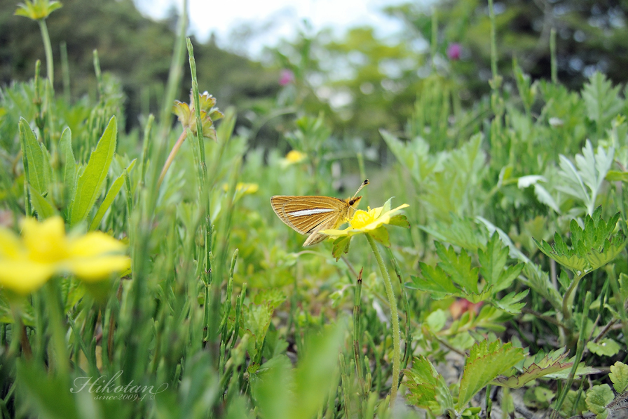 訪花したギンイチモンジセセリ　２／２_a0247511_15524944.jpg