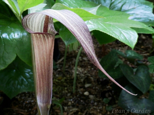 Arisaema kishidae_b0099813_0201825.jpg