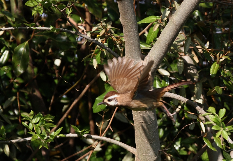 カオジロガビチョウ_a0258117_23205663.jpg