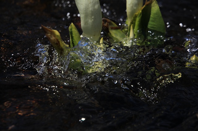 ♪　乗鞍高原の水芭蕉　♪_e0242721_7212029.jpg