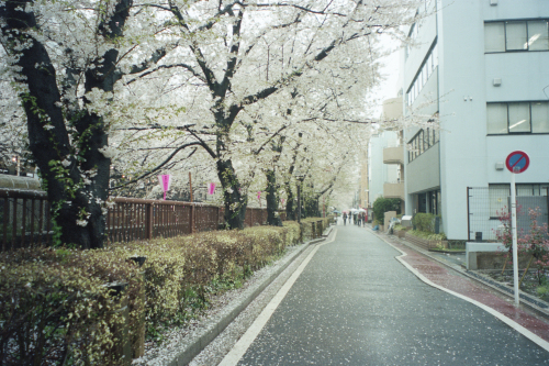 桜が散った日の写真_b0212922_16280636.jpg