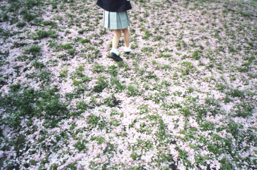 桜の思いで　東京_b0212922_20091290.jpg