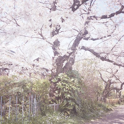 桜の思いで　京都_b0212922_20305402.jpg
