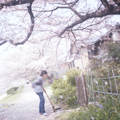 桜の思いで　京都_b0212922_20382803.jpg
