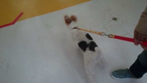 何犬だ(*´・ω・。) σ？_d0167225_915272.jpg