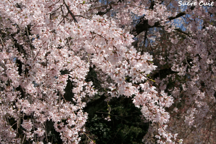 満開の桜_c0127227_10222682.jpg