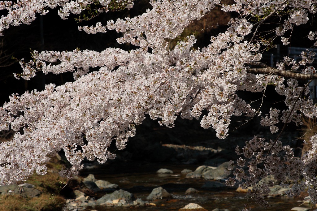 京都、残り桜　　その2_f0264029_15395867.jpg