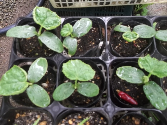 自家製夏野菜の苗の成長!_b0137932_1111540.jpg