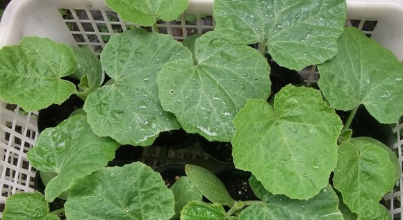 自家製夏野菜の苗の成長!_b0137932_1124157.jpg