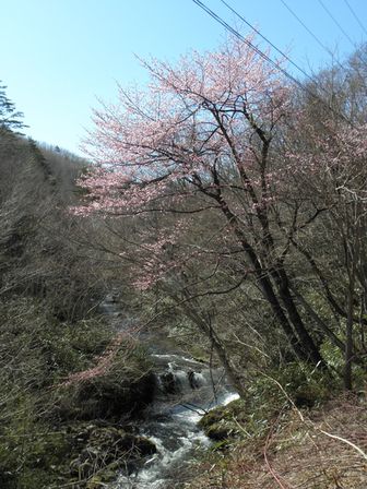 有芸の滝桜&浅内の春_b0206037_9105633.jpg