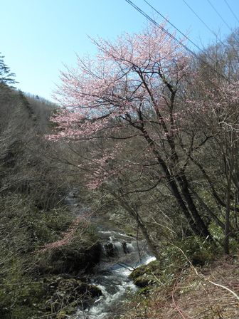 有芸の滝桜＆浅内の春_b0206037_9105633.jpg