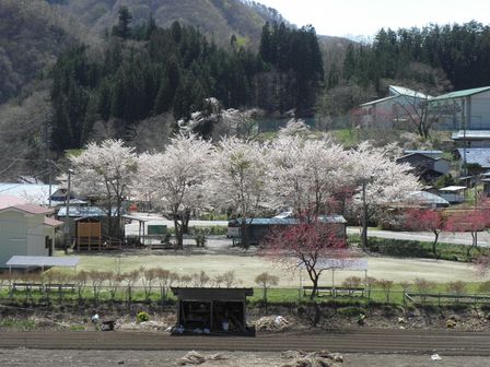 有芸の滝桜＆浅内の春_b0206037_912510.jpg