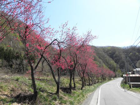 有芸の滝桜&浅内の春_b0206037_9164864.jpg