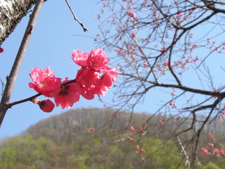 有芸の滝桜＆浅内の春_b0206037_9172457.jpg