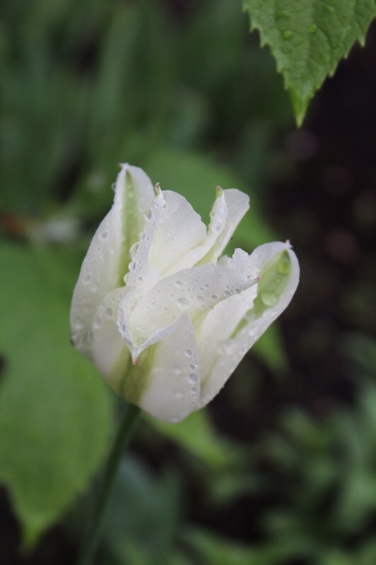 雨が降るとブワッ_b0132338_07583138.jpg