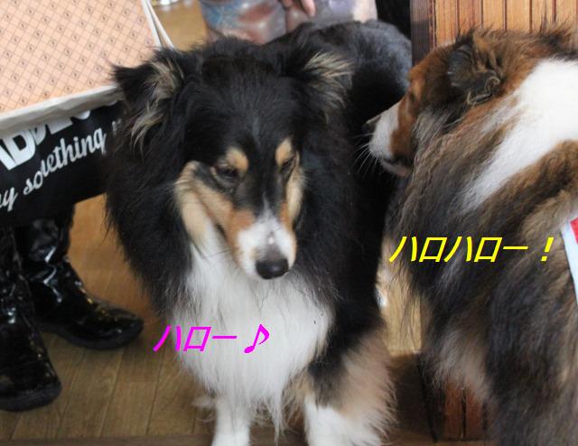 娘が生まれました?! ミント登場_e0195743_15343419.jpg