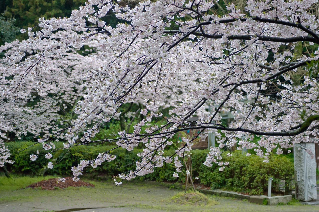 ★白鬚神社の桜　福岡県古賀市_b0023047_02043885.jpg