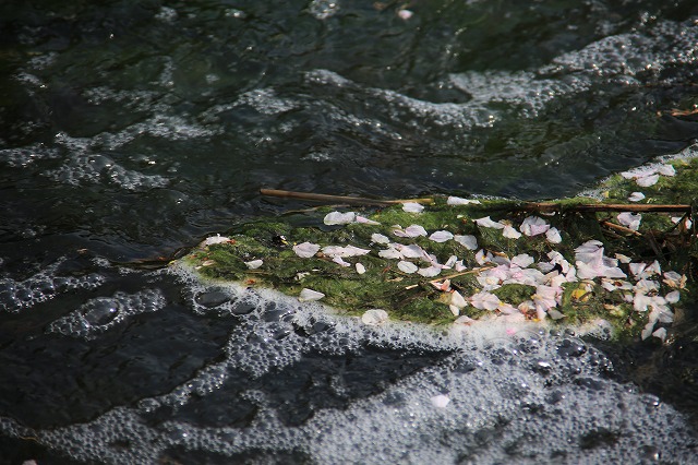 f0288049_816498.jpg