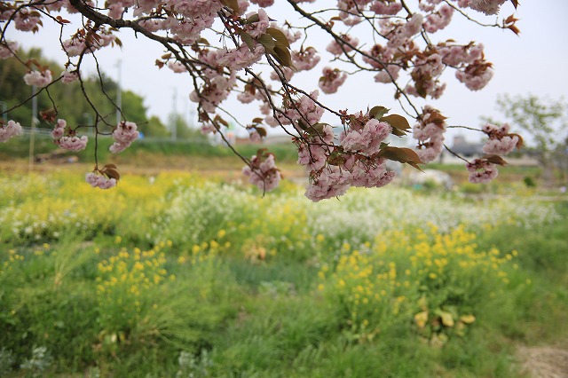 f0288049_8173795.jpg