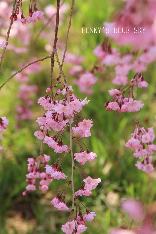 SAKURA*201４　 【その6-2・風にも負けず～♪】_c0145250_1092754.jpg