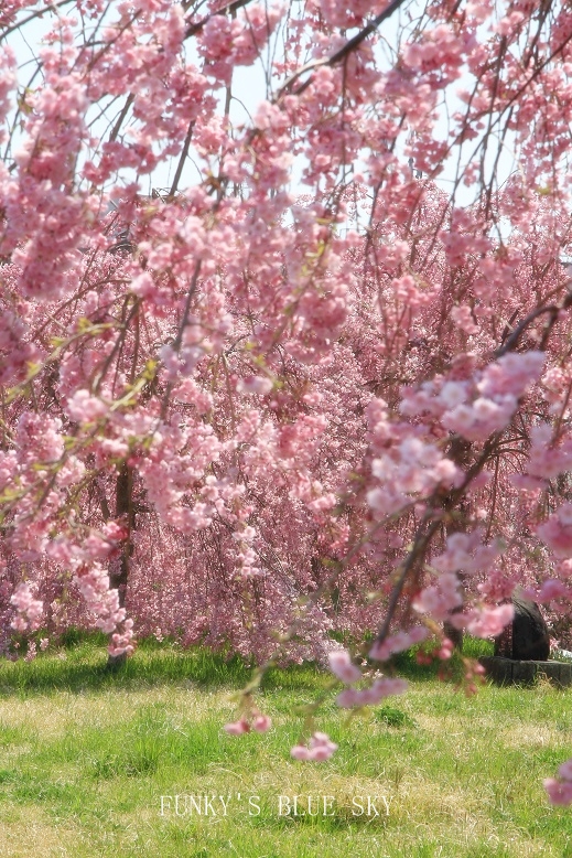 SAKURA*201４　 【その6-2・風にも負けず～♪】_c0145250_1095790.jpg