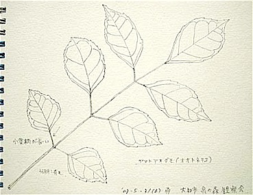 ネイチャー スケッチ Naturejournal ヤマトアオダモ Fraxinus Longicuspis スケッチ感察ノート Nature Journal ネイチャー スケッチ Naturejournal ヤマトアオダモ Fraxinus Longicuspis スケッチ感察ノート Nature Journal