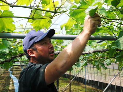 熊本ぶどう 社方園 徹底作業!!匠の芽カギ_a0254656_16214984.jpg