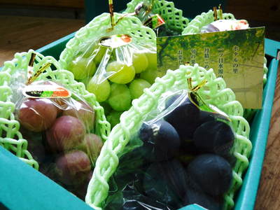 熊本ぶどう 社方園 徹底作業!!匠の芽カギ_a0254656_1626491.jpg