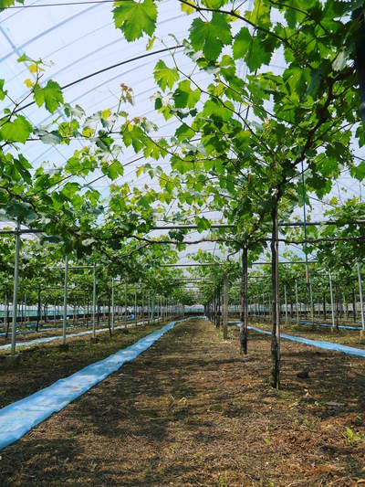 熊本ぶどう 社方園 徹底作業!!匠の芽カギ_a0254656_1631557.jpg