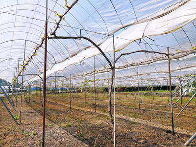 熊本ぶどう 社方園 徹底作業!!匠の芽カギ_a0254656_16383870.jpg