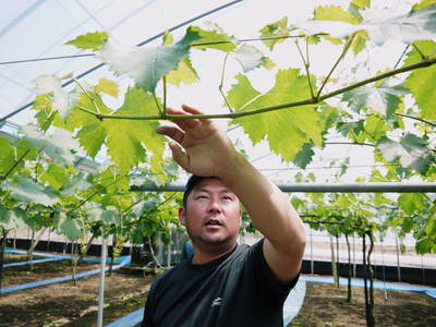 熊本ぶどう 社方園 徹底作業!!匠の芽カギ_a0254656_16503363.jpg