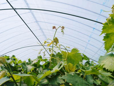 熊本ぶどう 社方園 徹底作業!!匠の芽カギ_a0254656_16524860.jpg