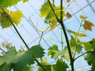 熊本ぶどう 社方園 徹底作業!!匠の芽カギ_a0254656_16555524.jpg