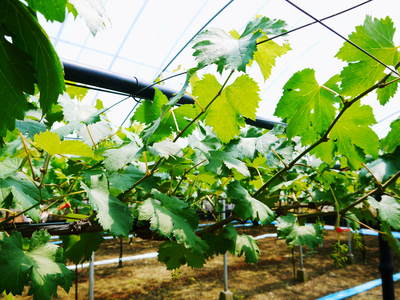 熊本ぶどう 社方園 徹底作業!!匠の芽カギ_a0254656_17145133.jpg