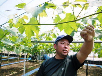 熊本ぶどう 社方園 徹底作業!!匠の芽カギ_a0254656_17323063.jpg