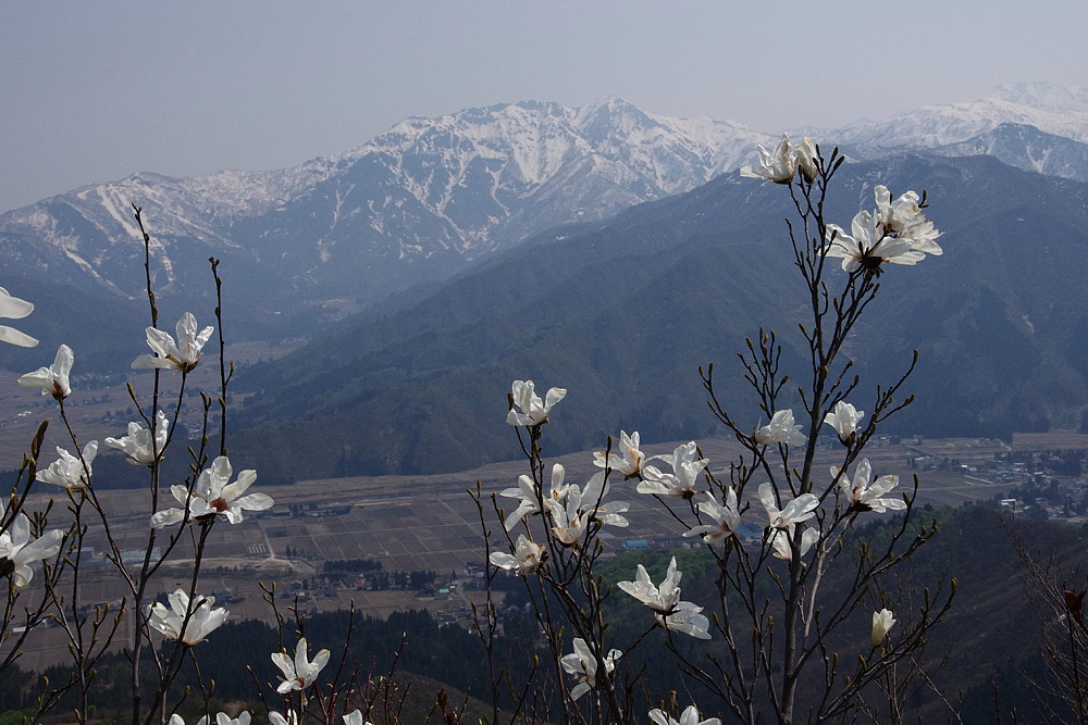 ２０１４．４．２６　新潟県・カタクリの山　ヒオドシチョウ　　　２０１４．４．３０（記）_a0181059_16204937.jpg