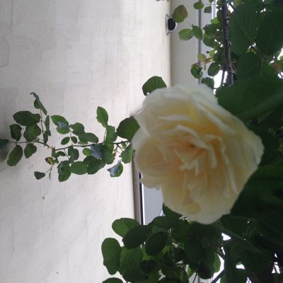 ゴールデンウイーク中日_a0163160_13361526.jpg