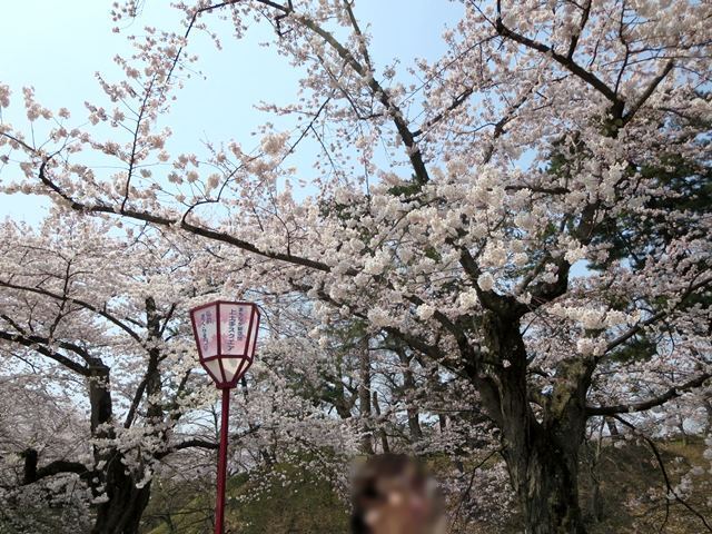 【北東北桜追い旅⑬】弘前城のさくらまつり_c0042960_1817317.jpg