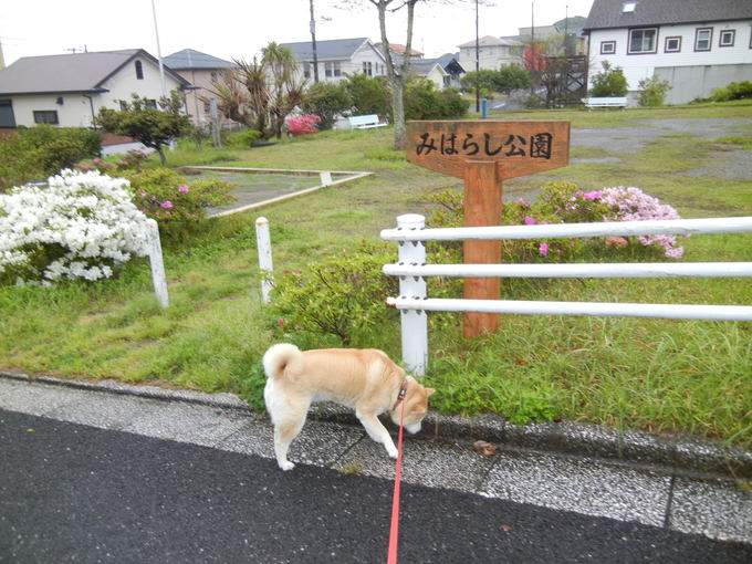 ’１４，４，３０（水）雨なのでお寝坊愛ちゃん！_f0060461_9364947.jpg