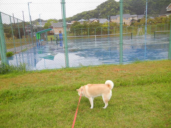 ’１４，４，３０（水）雨なのでお寝坊愛ちゃん！_f0060461_9392975.jpg