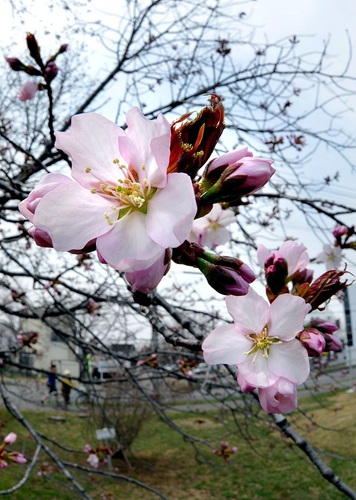 お花のwelcomeボード♪_f0295063_2148348.jpg