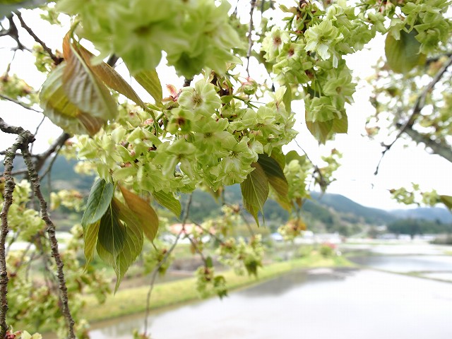 1422　矢神駅の御衣黄桜_d0128465_10141166.jpg