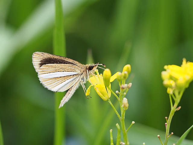 ウスバシロ菜の花吸蜜他（４月中・下旬　埼玉県）_f0199866_21163348.jpg