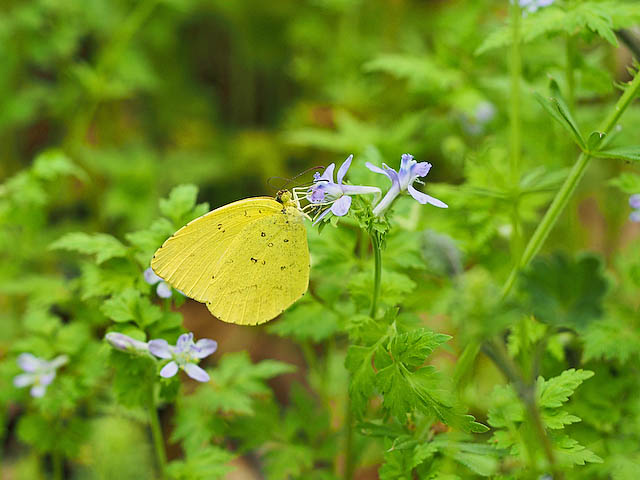 ウスバシロ菜の花吸蜜他（４月中・下旬　埼玉県）_f0199866_21164560.jpg