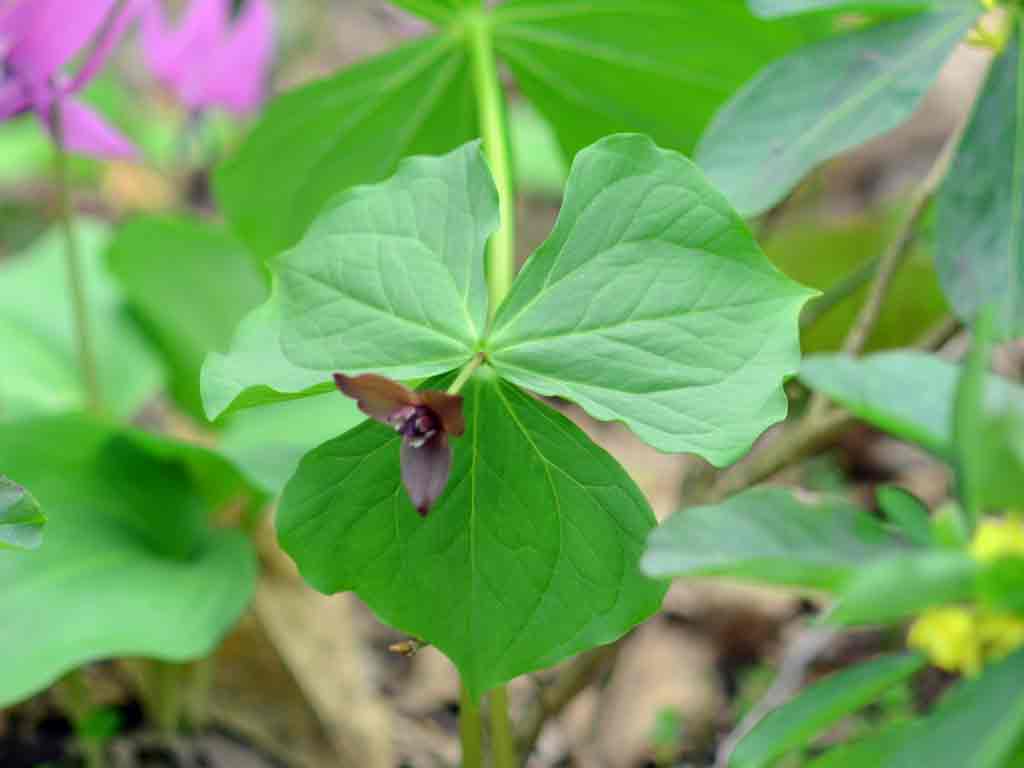 カタクリの花が満開_e0104567_20424799.jpg